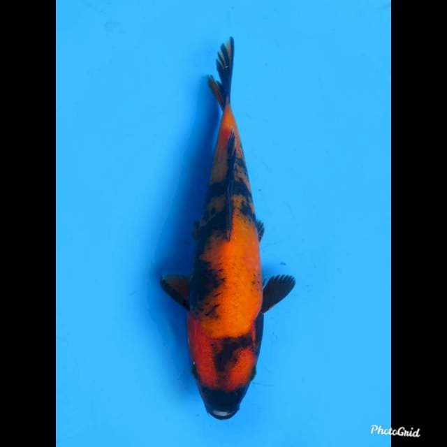 Hi Utsuri + , 22cm
