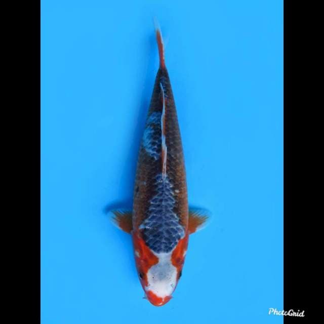 Asagi Super Antik , 37cm