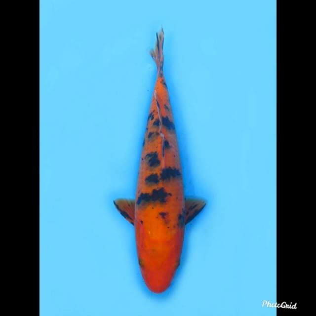 Aka Bekko , 22cm