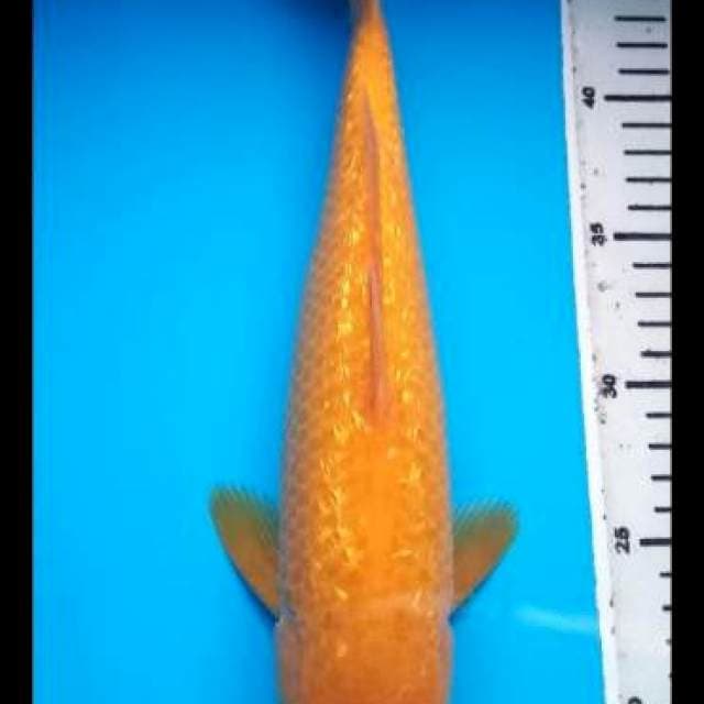 KARASHI GINRIN I, 32 Cm
