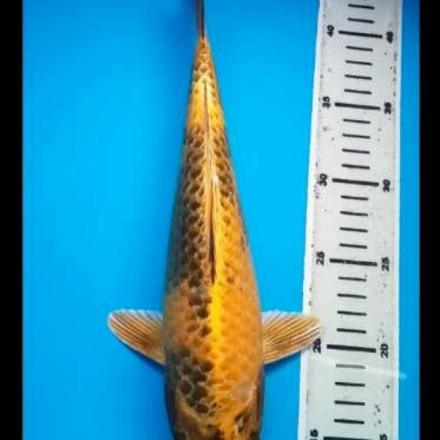 KIN SHOWA PUNUK 32 Cm