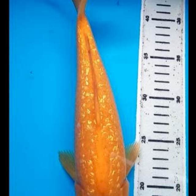 KARASHI GINRIN 33 Cm
