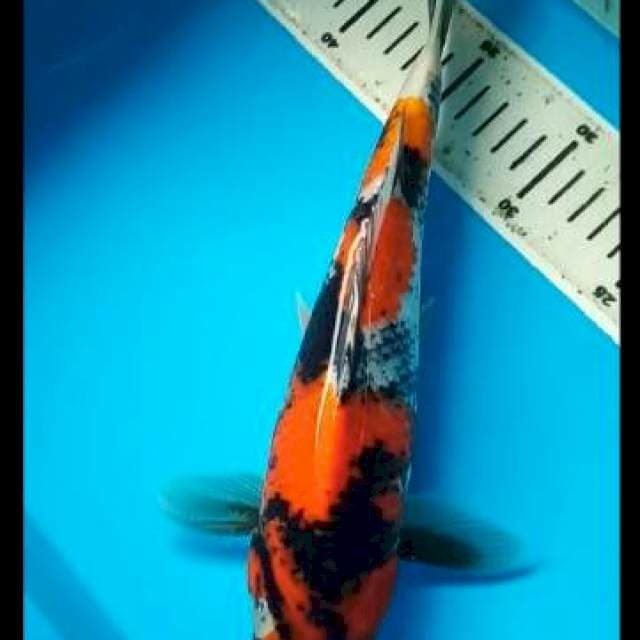 HI SHOWA PUNUK 32 Cm, JANTAN