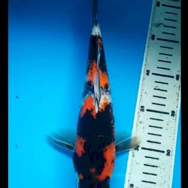 SHOWA PUNUK 29 Cm,JANTAN