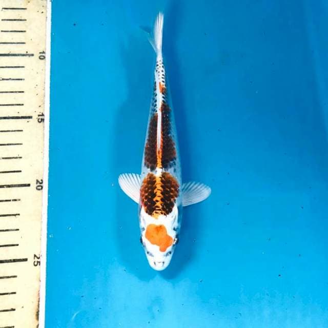 Maruten Kujaku, 19 cm