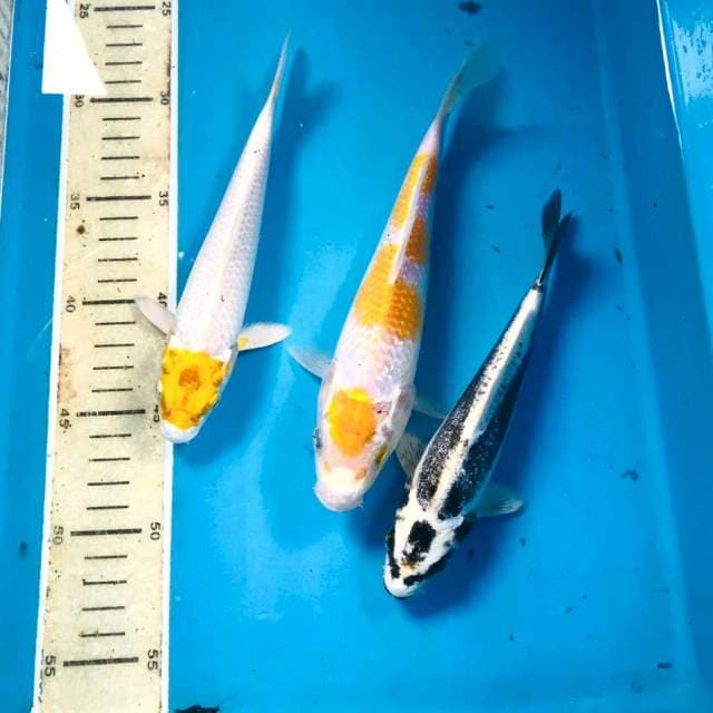 Paket mix, 19,20&22 cm