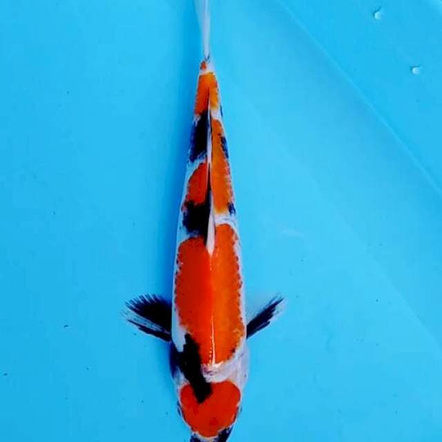 Showa 27cm