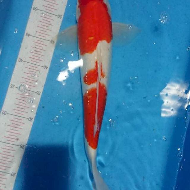 kohahu male strong