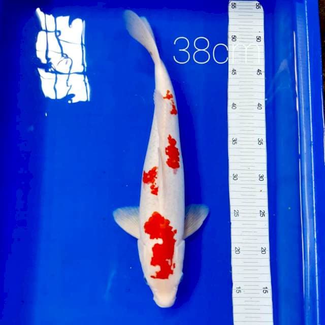 Kanoko male 38cm