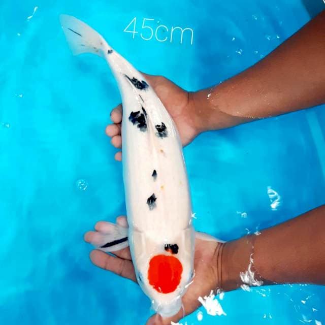 Tancho sanke 45 cm