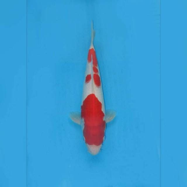 Red kohaku ,, Tosai