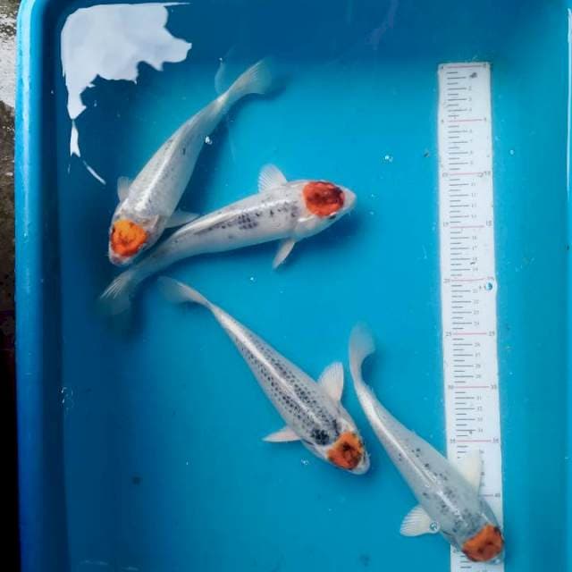 Paket tc kojaku 24-26cm