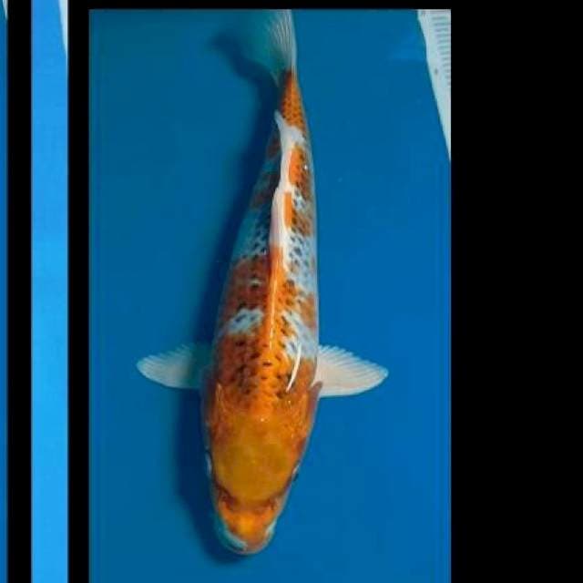Kojaku 33cm
