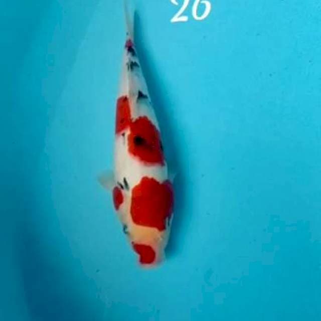 Sanke 28cm