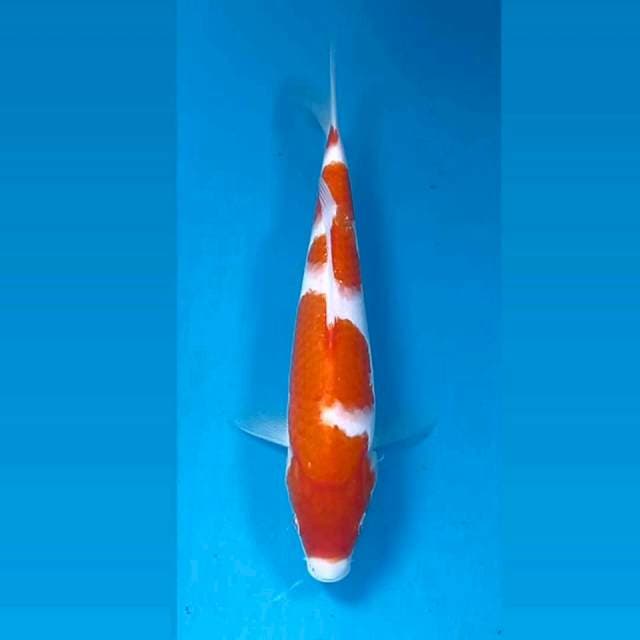 Kohaku, 21 cm