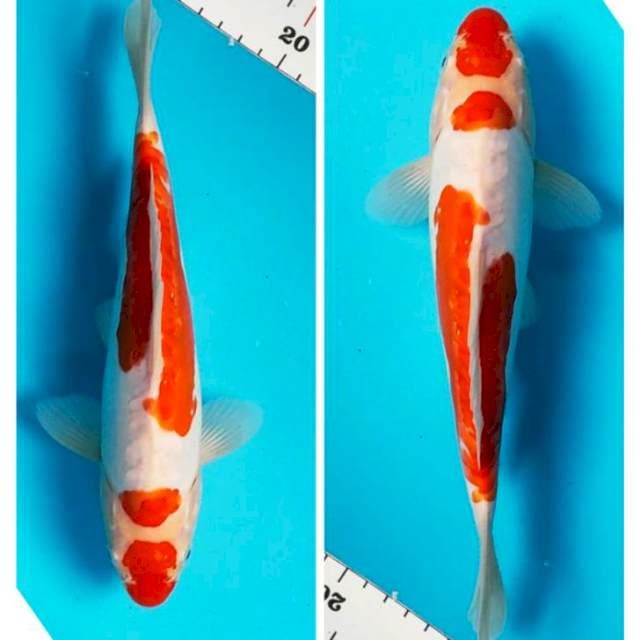 Doitsu kohaku 25cm