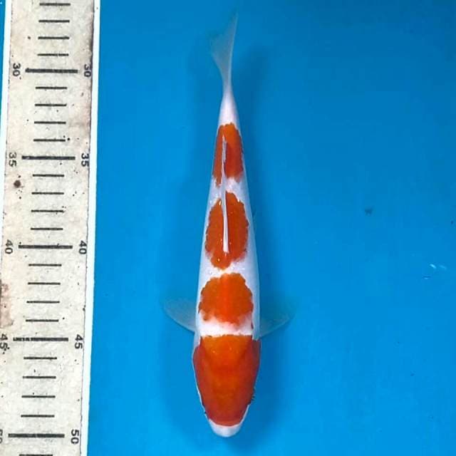 Kohaku, 22 cm