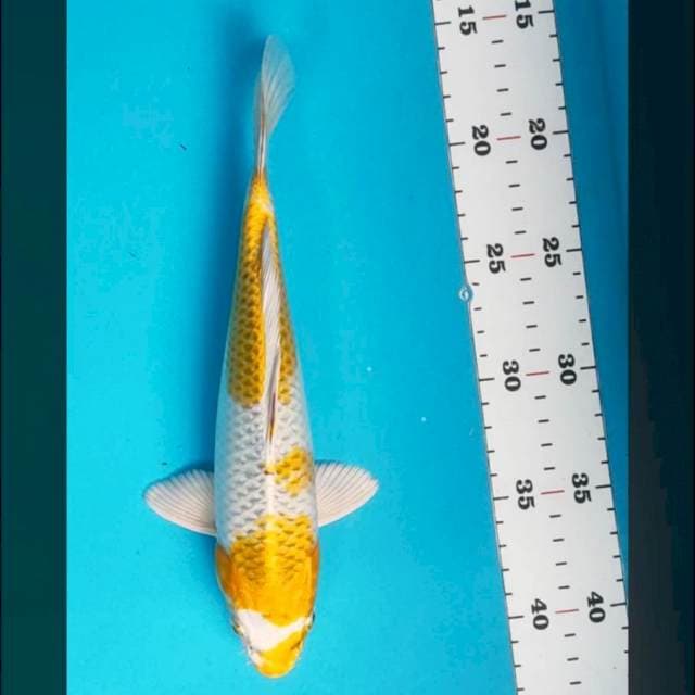 Hariwake jos 26cm