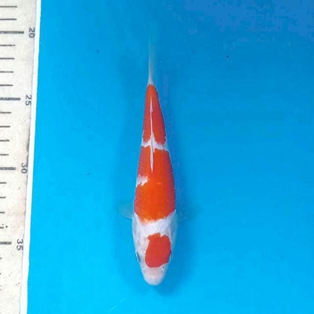 Kohaku, 17 cm