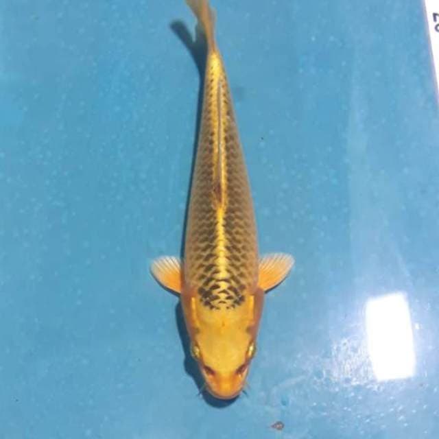 Matsuba Jantan 23cm