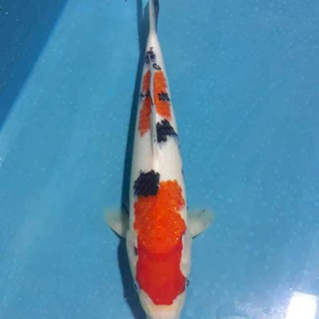 Taisho Sanshoku jantan 30cm