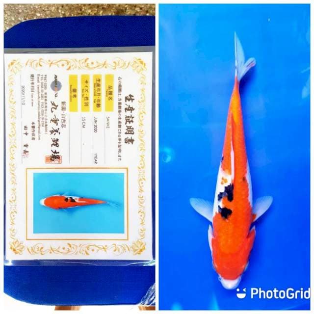 Sanke Marujyu