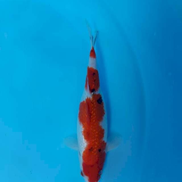 Sanke 20 cm