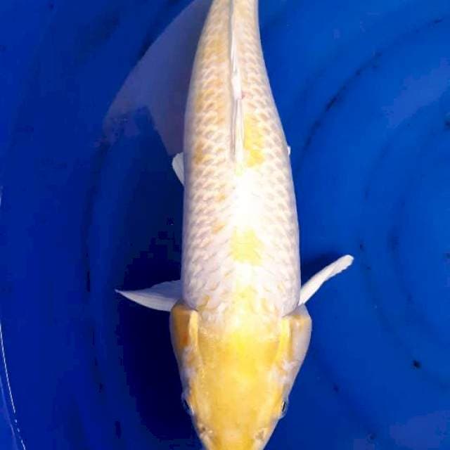 Hariwake 55cm