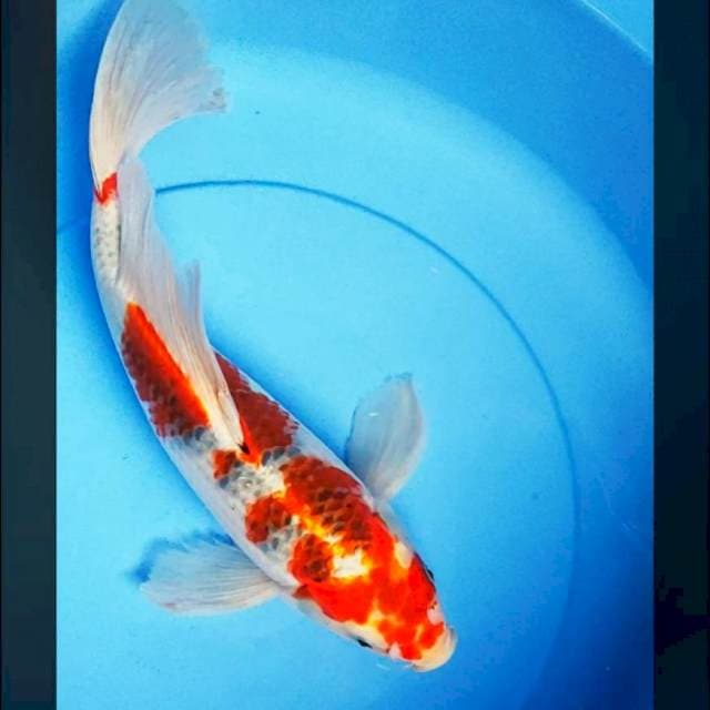 Kumpay goshiki 37cm male