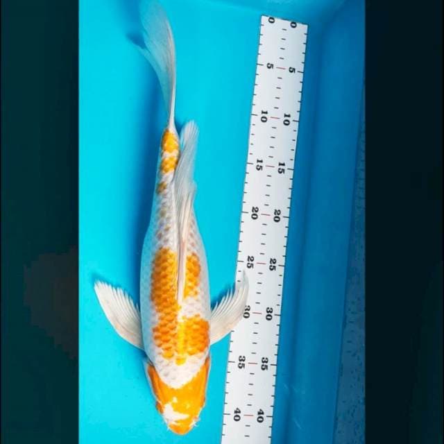 Kumpay hariwake 39cm