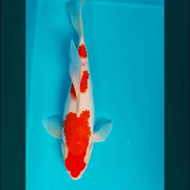 Kumpay kohaku 38cm