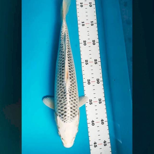 Gin matsuba bersih 33cm male