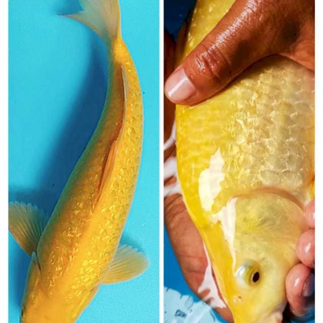 Karashi ginrin punuk 34cm male