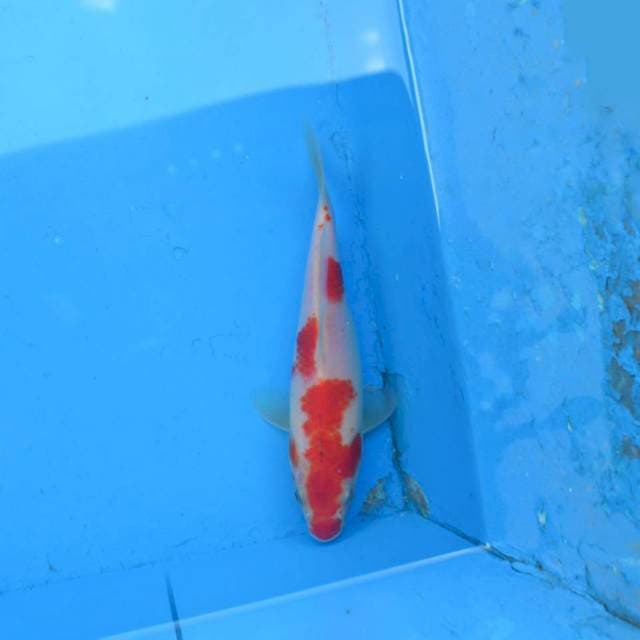 Kohaku F1