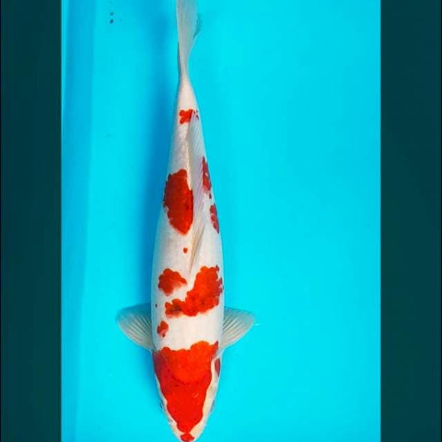 Ai goromo 36cm male