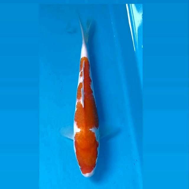 Kohaku, 21 cm