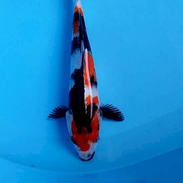 Showa 23cm