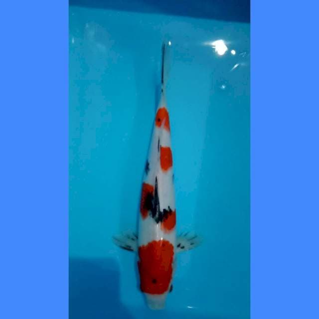 Sanke #30 cm