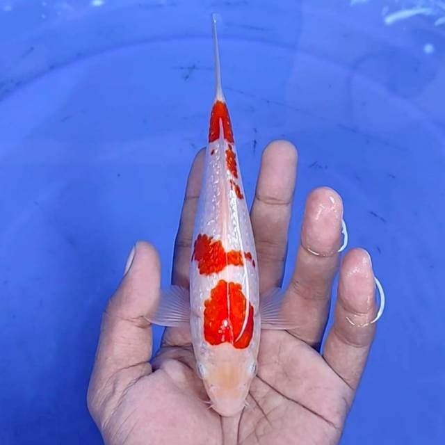 kuhaku gindrin / 17 cm
