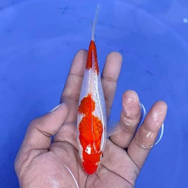 kuhaku gindrin / 15 cm