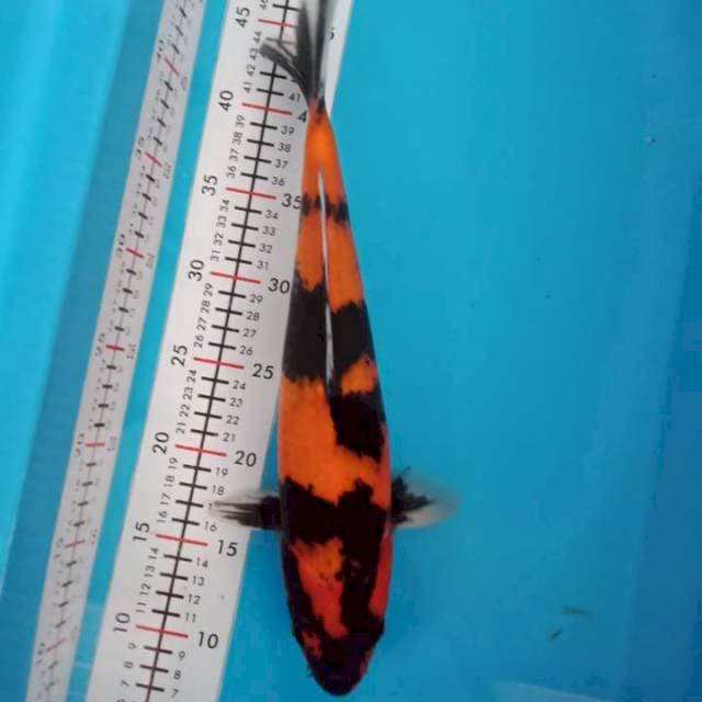 hi showa male 37 cm