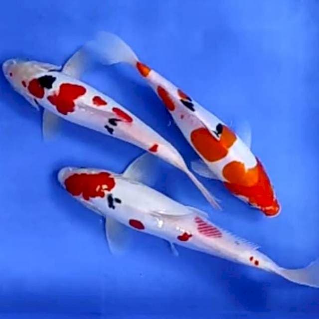 3 EKOR DOITSU # 25-29CM