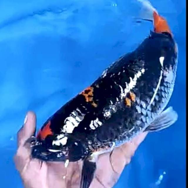 SHOWA BLACKJACK # 32CM JANTAN