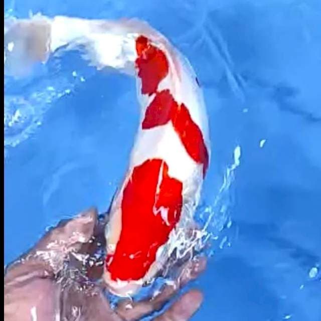 KOHAKU DOITSU # 32CM JANTAN