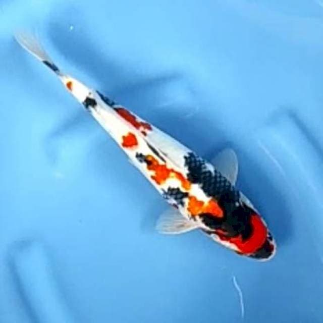 MARUTEN SHOWA # 30CM JANTAN