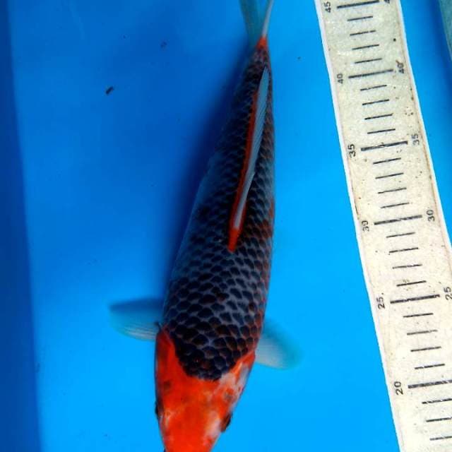 Asagi kanoko 30 cm