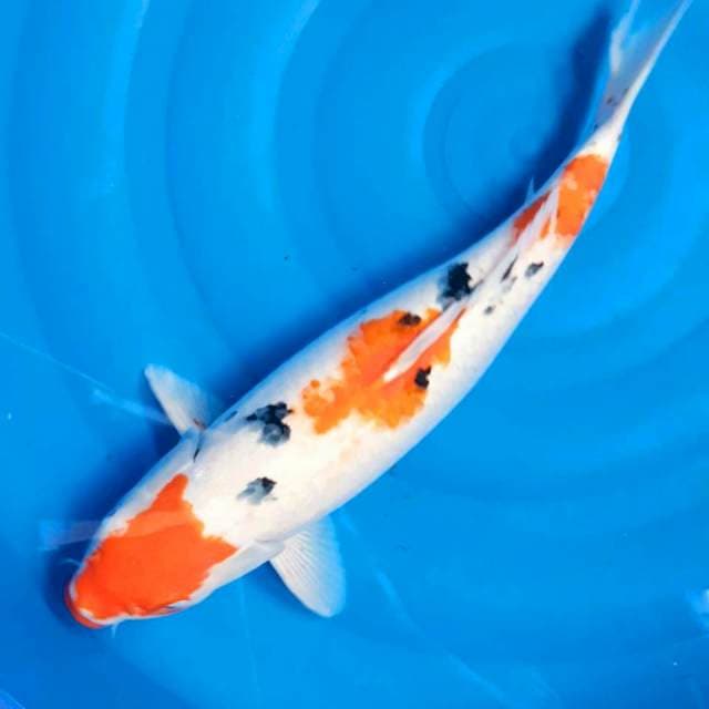 Indukan sanke 48cm