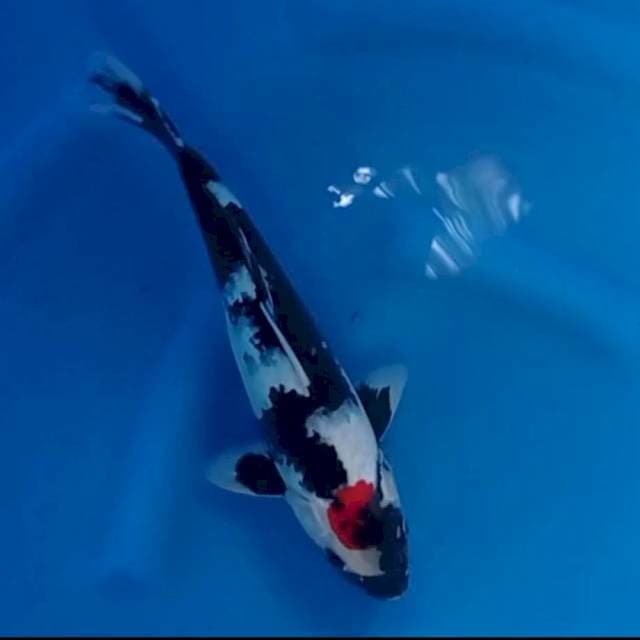 TC Showa original 30 cm. Male
