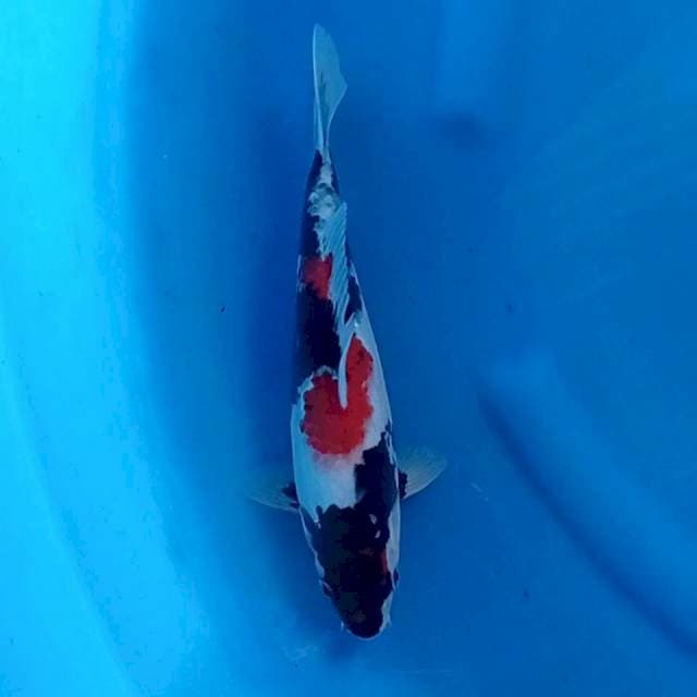 Showa sansoku 30 cm. Male