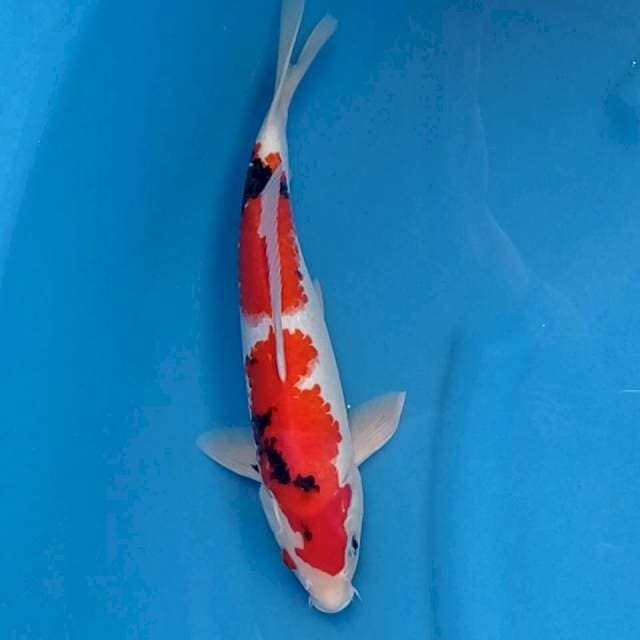 Showa Sansoku HQ 33 cm. Male